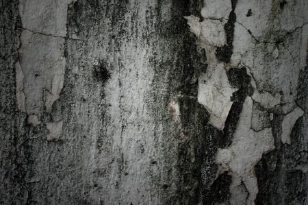 crack grunge cement wall.の写真素材