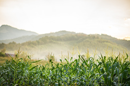 In nature Hill. Morning landscape with sunlight, Corn fieldの写真素材