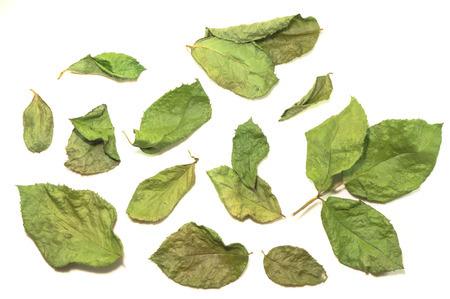 Dried rose leaf close-up backgroundの写真素材
