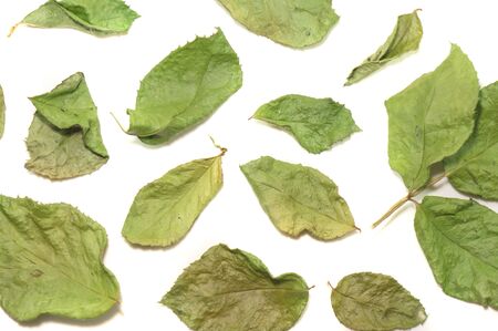 Dried rose leaf close-up backgroundの写真素材