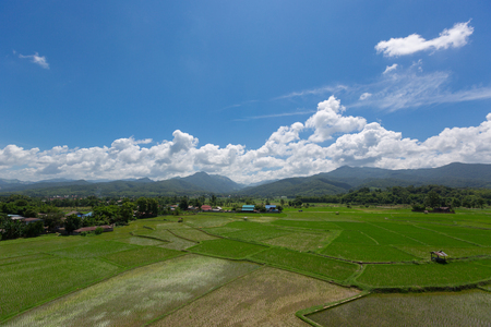 Rice field countryside with cumurus clouds and mountain viewの写真素材