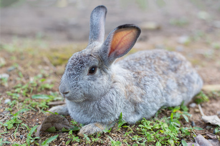 A grey rabbit long ear lie on groundの写真素材