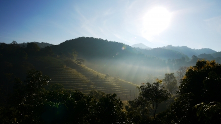 Tea Plantationの写真素材