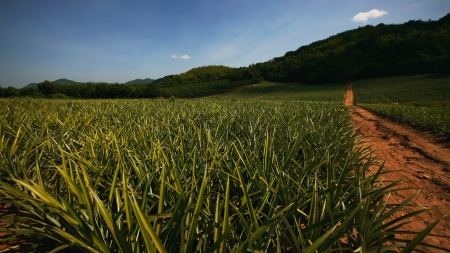 Pineapple Fieldの写真素材