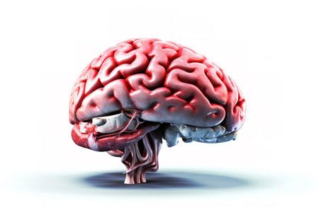 3d rendered anatomy illustration of a human body shape with active brainの素材