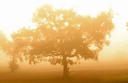 Tree in the morning fogの写真素材