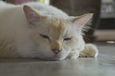 Cute lazy cat on the floorの写真素材