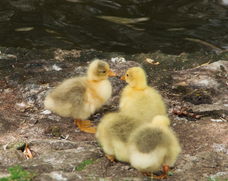 Yellow chicks kissing