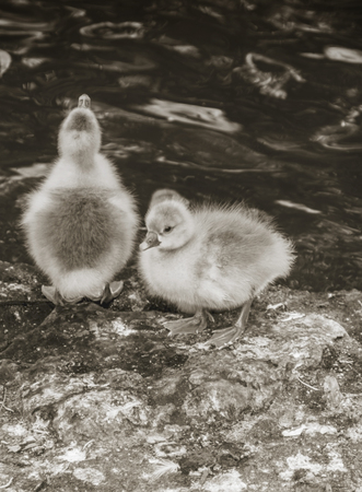 Black and white Free yellow chicks in nature