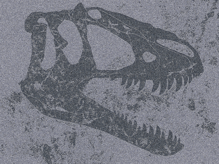 Section of skull of tyrannosaur in flat grey rockの写真素材