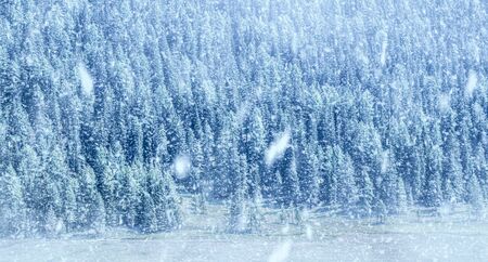 Snowstorm on forest on mountainsの写真素材