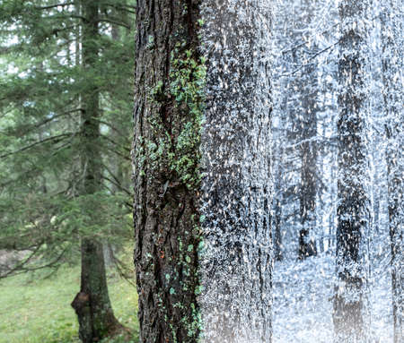 Forest in summer winter season cycle