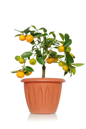 Plant tsitrofortunella or kalamandin in a pot on a white background with green leaves and orange fruitsの写真素材