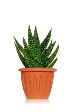 A plant succulent in a pot on a white background with green leavesの写真素材