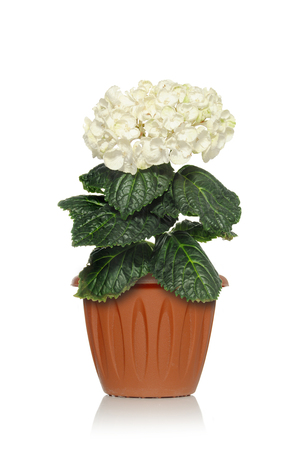 Beautiful hydrangea on a white background with blossoming flowers in a brown potの写真素材
