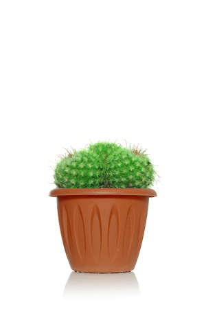 Emerald unusual cactus with small spines on white background in brown potの写真素材