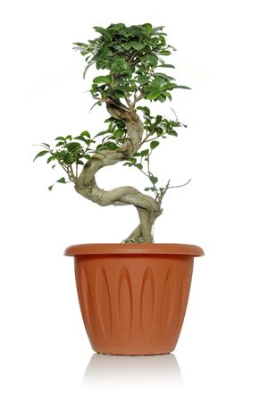 Succulent green plant ficus ginseng in a pot on a white background with a curved trunkの写真素材