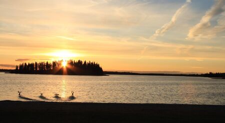 Evening Flightの写真素材
