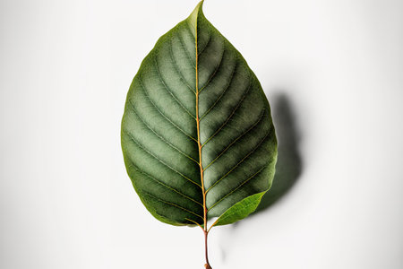 Avocado leaf, white background, solitaryの素材