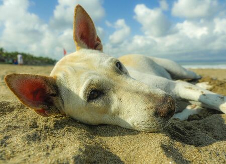 close up portrait of young happy and sweet white dog playing alone in the beach lying relaxed on sand under a blue skyの写真素材