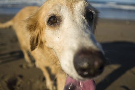 extreme close up of retriever dog face playing on the beach wet and happy running on the sand on a Summer dayの写真素材
