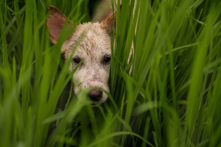 closeup head of cute and wet balinese dog Kintamani breed playing carefree in rice field getting muddyの写真素材