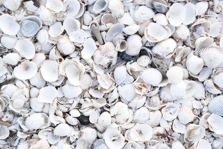 Sea shells on sea shoreの写真素材