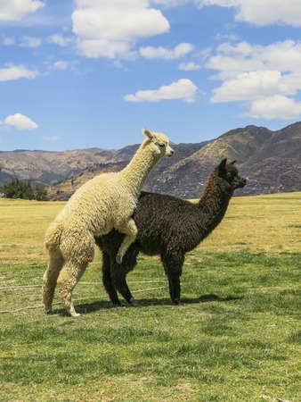 Black and white llama reproducing in Sacsayhuaman, Cusco, Peruの写真素材
