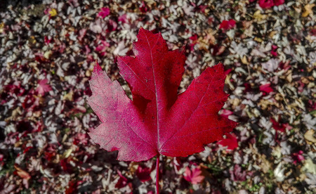 Red autumn leaf with fallen leaves backgroundの写真素材