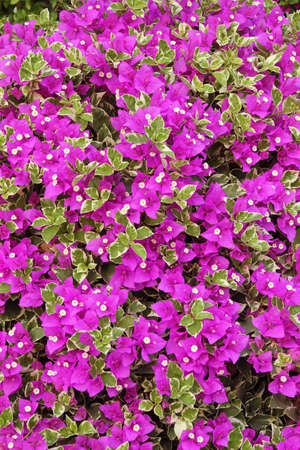 flower pattern with the pink color in the parkの写真素材