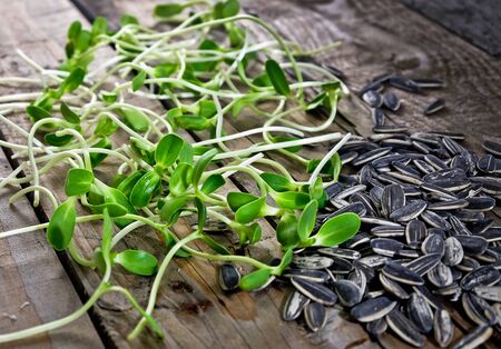 young sunflower sprouts and seed on wooden backgroundの写真素材