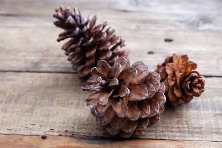 brown pinecone on wooden