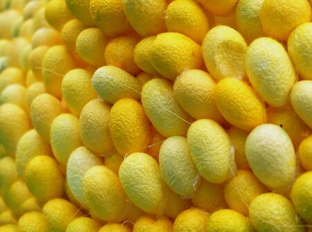 silk worm eggs in golden color