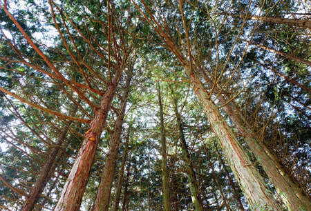 top view of the pine forest