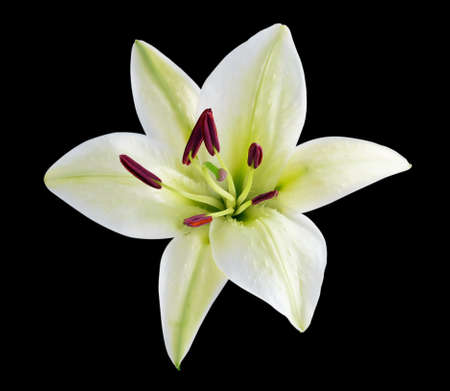 white Lily, easter Lilyの写真素材