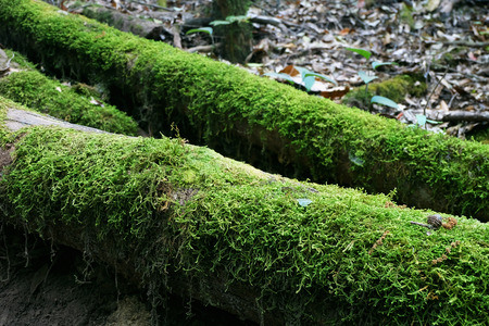 moss growing on the tree trunk in rainforest