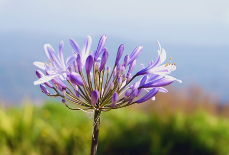 blossom flowers with purple petal on the blurred backgroundの写真素材