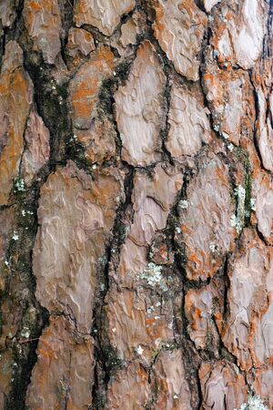 tree bark texture.pine bark