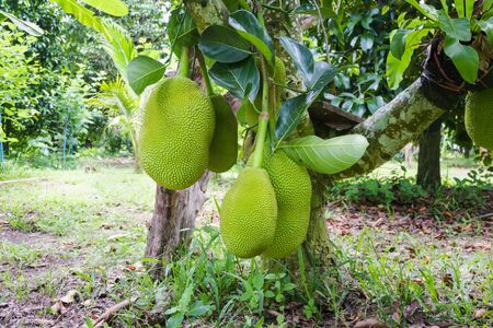 raw jackfruit on tree in garden farmの写真素材