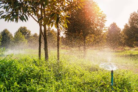 sprinkler watering durian tree in garden field making plant moistureの写真素材