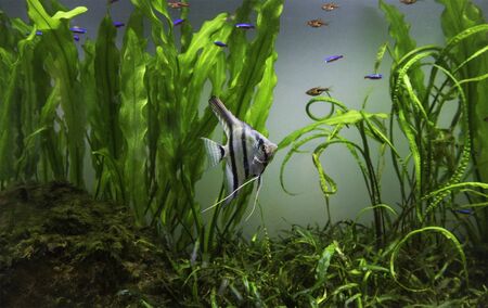 water plant in aquarium tank with angelfishの写真素材