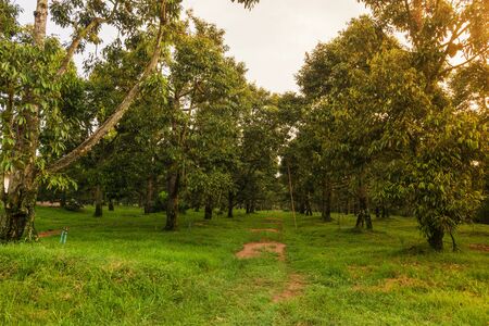 durian plantation growing in thailand farm