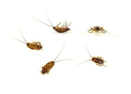 many dead cockroach on white backgroundの写真素材