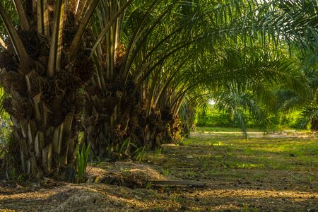oil plam tree plantation in evening time