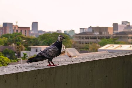 single pigeons bird standing on balcony