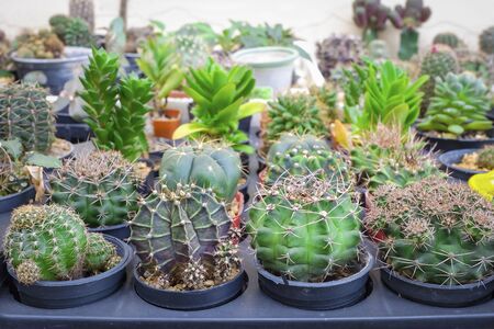 various cactus growing in pot in small gardenの写真素材