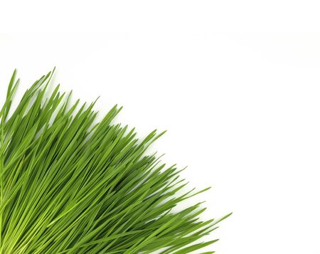 wheat grass put down on white background
in detox food conceptの写真素材