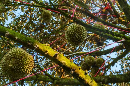 fresh durian on tree waiting for cropの写真素材
