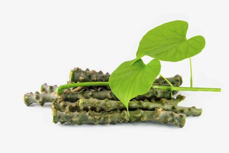 pile of tinospora cordifolia herb on white backgroundの写真素材