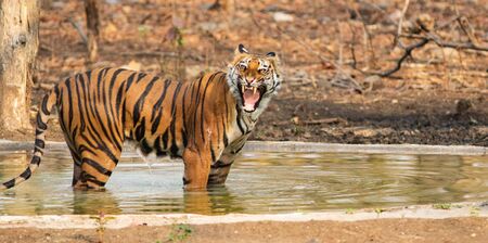 A Royal Bengal tiger Roaring and growling which is also known as canning, standing inside a pond in...